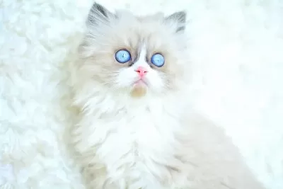 MAS MAVİ GÖZLÜ RAGDOLL YAVRUMUZ