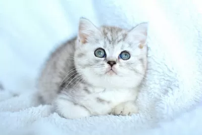 Kalitede British Shorthair