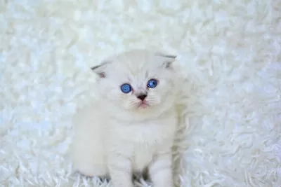 Show Kalite Silver Ns1133 Scottish Fold Yavrumuz