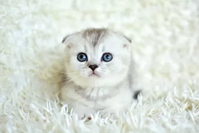 Muhteşem Silver Shaded Scottish Fold