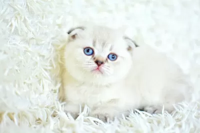 Yok Böyle Güzellikte Silver Scottish Fold