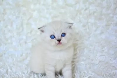 Show Kalite Silver Ns1133 Scottish Fold