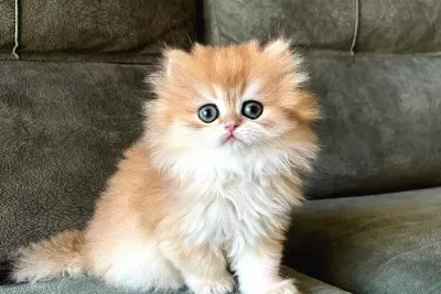 Golden Yeleli British Longhair yavrumuz