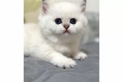Bal Yanak Silver British Shorthair Ns1133