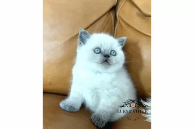 Yumos Gibi Blue Point British Shorthair
