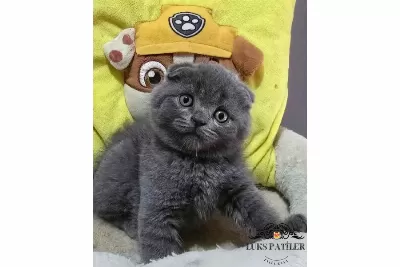 Ayıcık Surat Gri Scottish Fold Shorthair