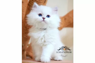 Masalsı Guzellikte Silver British Longhair