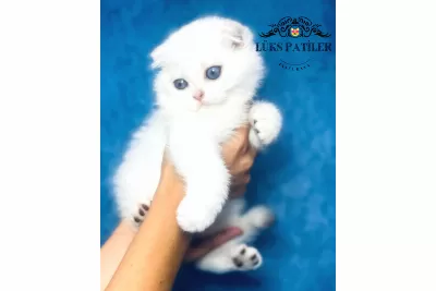Nazarlık Bebek Silver Scottish Fold
