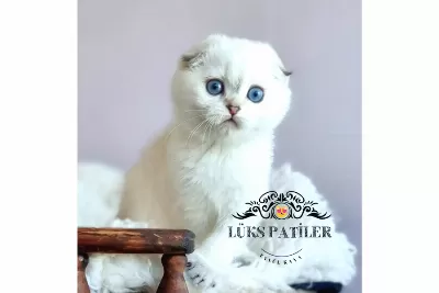 Top Kafacık Silver Scottish Fold