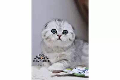Canım Tosbik Silver Scottish Fold Shorthair
