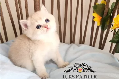 Altın Parlaklığında Golden British Shorthair