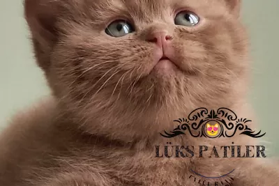 Dubai Çikolatası Tadında Chocolate British Shorthair