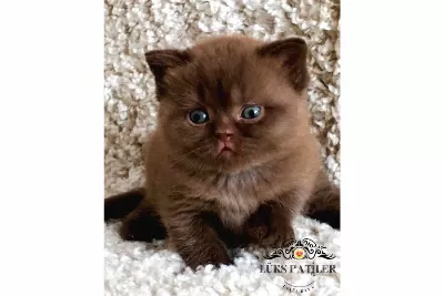 Petito Ayıcığı Chocolate British Shorthair