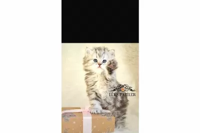 Oyuncu Silver British Longhair NS24
