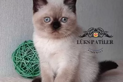 Bitter Cikolata Point British Shorthair