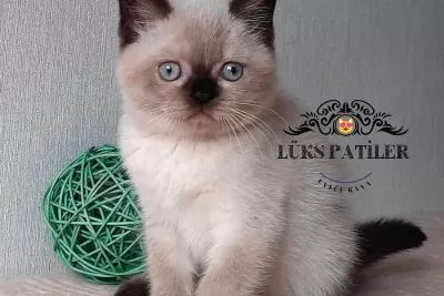 Bitter Çikolata Point British Shorthair