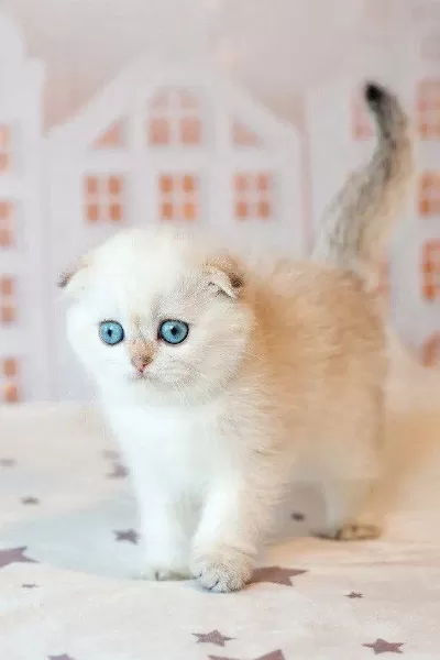 Masum Bebeğim Silver Scottish Fold