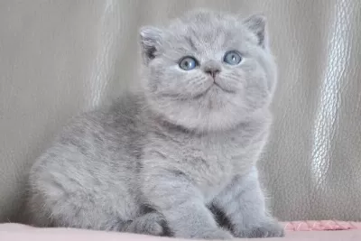 Gümüş Mucize Gri British Shorthair