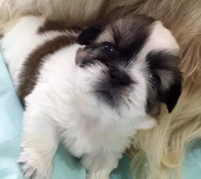 Shih Tzu Mukemmel bebeğim