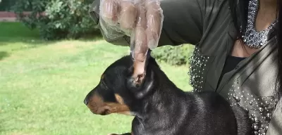 Show Kalite King Doberman Yavruları Magazamızda