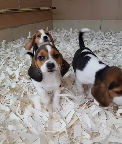 Beagle Yavruları Akkus Uretim Ciftliginden