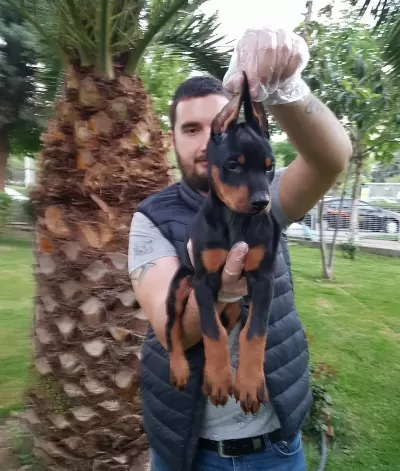 Show Kalite King Doberman Yavrular Magazamızda