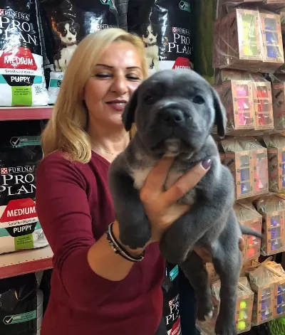 Muhteşem Irk Garantili Blue Cane Corso Yavrularımız