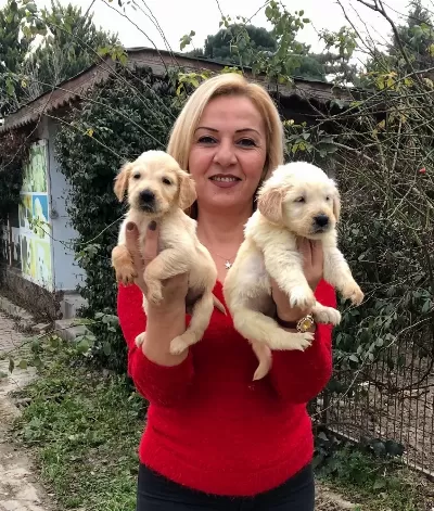 Bebek yüzlü Harika Golden Retriever Yavrularımız