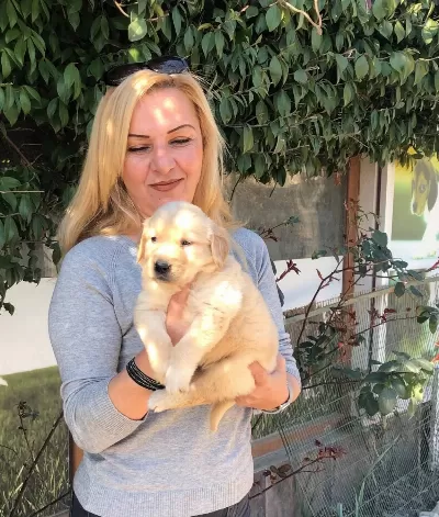Bebek yüzlü Mukemmel Golden Retriever