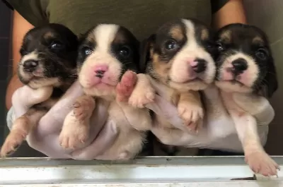 Uc Renk Harika Beagle Yavrularımız