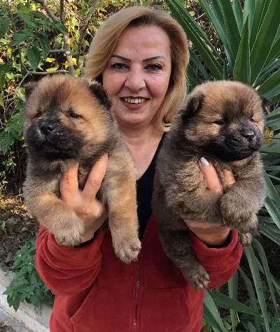 Irk Garantili Mukemmel Cin Aslanı Chow Chow