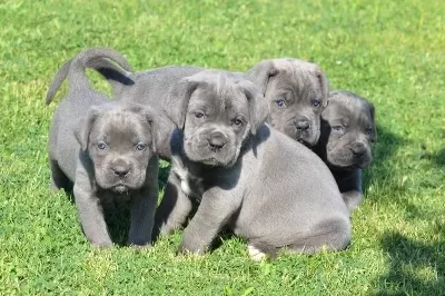 Blue Cane Corso Yavrularımız