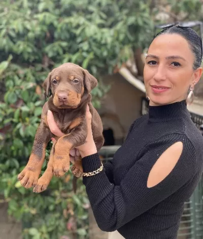 Doberman Yavrularım Sağlık Ve Irk Garantilidir