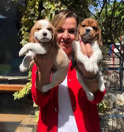 Irk Garantili Harika Beagle Yavrularımız