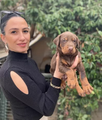 Doberman Yavrularım Sağlık Ve Irk Garantilidir