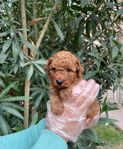 Gerçek Red Brown Toy Poodle Bebeklerimiz