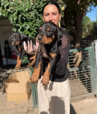 Kıng Doberman Yavrularım Sağlık Ve Irk Garantilidir