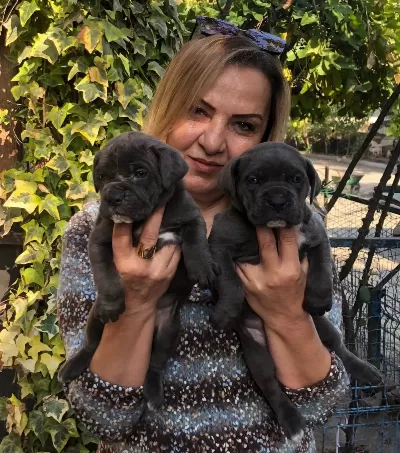 Irk Garantili Muhteşem Cane Corso Yavrularımız