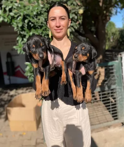 Doberman Yavrularım Sağlık Ve Irk Garantilidir