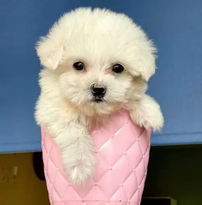 Maltesse Terrier Numara