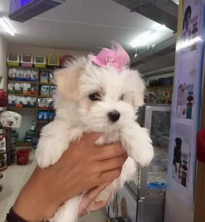 Maltesse Terrier Numara
