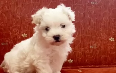 Maltesse Terrier Numara
