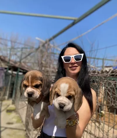 Beagle Yavrularım Sağlık Ve Irk Garantilidir
