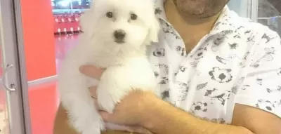 Maltesse Terrier Numara