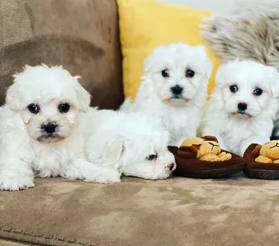 Maltesse Terrier Numara