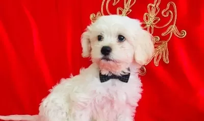Maltesse Terrier Yavrularımız