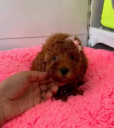 Irk Garantili Wc Eğitimli Mikrocipli Toy Poodle