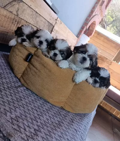 Mukemmel Shih Tzu Bebeklerim
