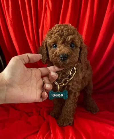 tüy Dokmez Koku Yapmaz Toy Poodle Yavrular