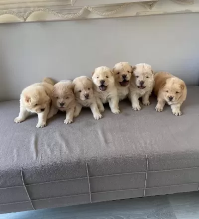 Irk Garantili Scrli Safkan Chow Chow Bebekler